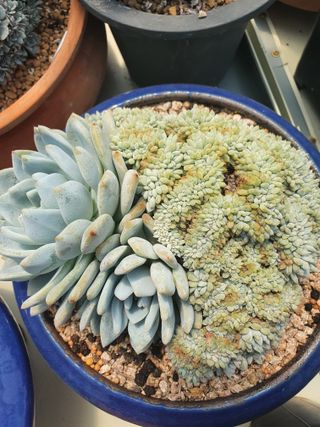 김정순님의 2월 내 작물 자랑하기 · 참여글 작성글 사진