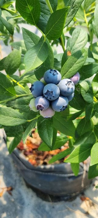 양필운님의 2월 내 작물 자랑하기 · 참여글 작성글 사진