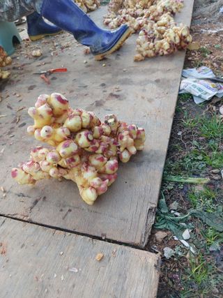 양낙영님의 2월 내 작물 자랑하기 · 참여글 작성글 사진