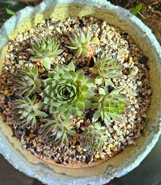 실크로드님의 2월 내 작물 자랑하기 · 참여글 작성글 사진