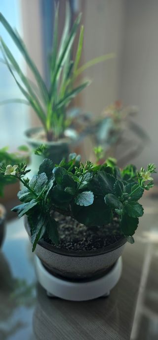 실크로드님의 2월 내 작물 자랑하기 · 참여글 작성글 사진