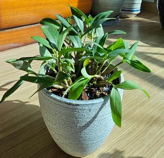 실크로드님의 2월 내 작물 자랑하기 · 참여글 작성글 사진