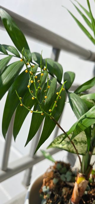 실크로드님의 2월 내 작물 자랑하기 · 참여글 작성글 사진