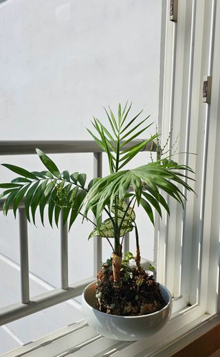 실크로드님의 2월 내 작물 자랑하기 · 참여글 작성글 사진