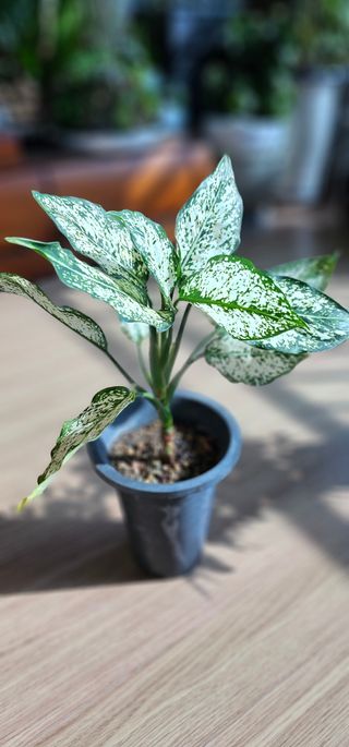 실크로드님의 2월 내 작물 자랑하기 · 참여글 작성글 사진