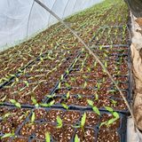 팜모닝 2월 내 작물 자랑하기·참여글 게시글 이미지