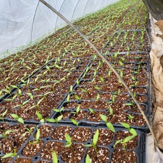 도시 농부님의 2월 내 작물 자랑하기 · 참여글 작성글 사진