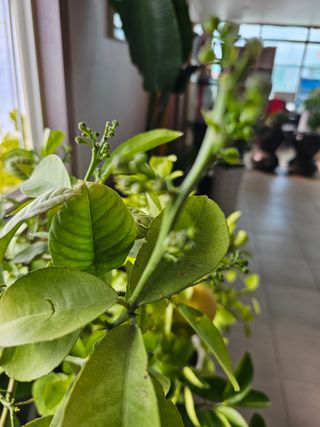 내츄럴팜 채명심님의 2월 내 작물 자랑하기 · 참여글 작성글 사진