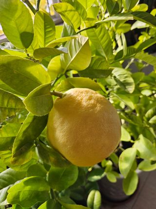 내츄럴팜 채명심님의 2월 내 작물 자랑하기 · 참여글 작성글 사진