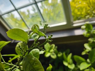 내츄럴팜 채명심님의 2월 내 작물 자랑하기 · 참여글 작성글 사진