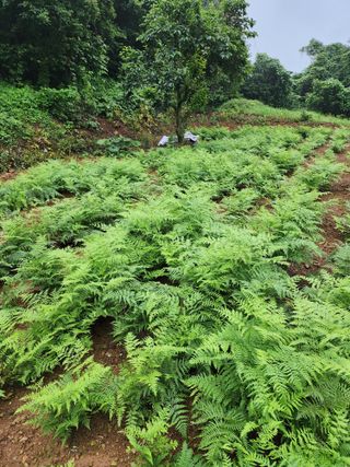 강성심님의 2월 내 작물 자랑하기 · 참여글 작성글 사진