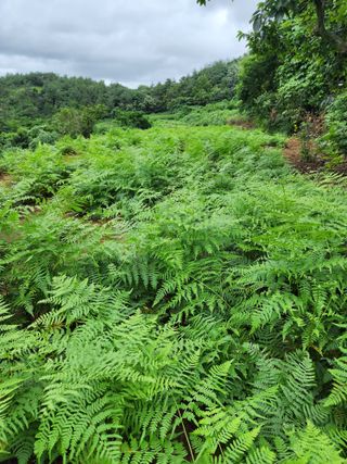 강성심님의 2월 내 작물 자랑하기 · 참여글 작성글 사진