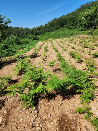 강성심님의 2월 내 작물 자랑하기 · 참여글 작성글 사진