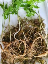 팜모닝 2월 내 작물 자랑하기·참여글 게시글 이미지