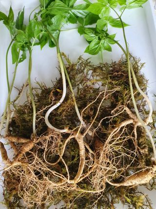 오동균님의 2월 내 작물 자랑하기 · 참여글 작성글 사진