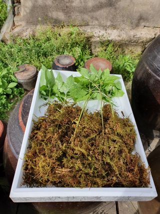 오동균님의 2월 내 작물 자랑하기 · 참여글 작성글 사진