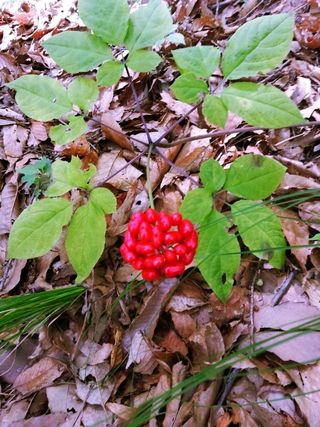 오동균님의 2월 내 작물 자랑하기 · 참여글 작성글 사진