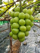 팜모닝 2월 내 작물 자랑하기·참여글 게시글 이미지