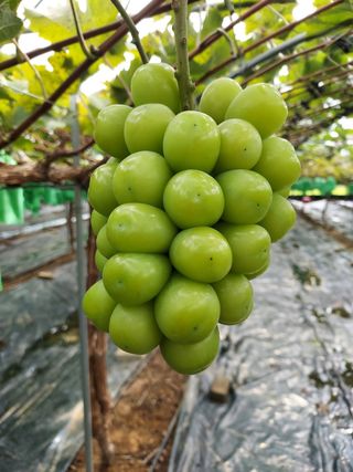 깜동이님의 2월 내 작물 자랑하기 · 참여글 작성글 사진