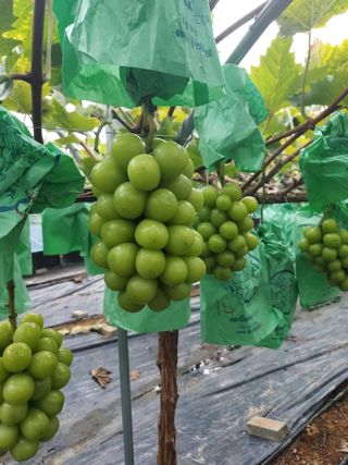 깜동이님의 2월 내 작물 자랑하기 · 참여글 작성글 사진