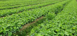 노지잔대재배7년차님의 2월 내 작물 자랑하기 · 참여글 작성글 사진