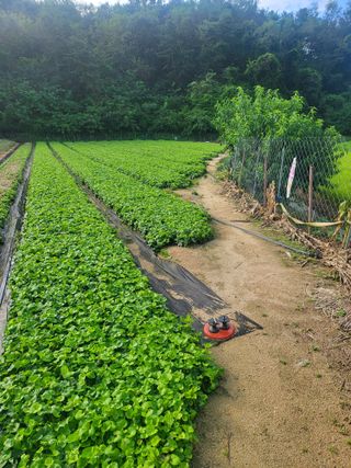 노지잔대재배7년차님의 2월 내 작물 자랑하기 · 참여글 작성글 사진