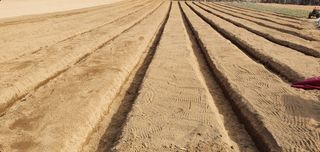 노지잔대재배7년차님의 2월 내 작물 자랑하기 · 참여글 작성글 사진