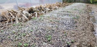 노지잔대재배7년차님의 2월 내 작물 자랑하기 · 참여글 작성글 사진