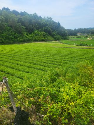 노지잔대재배7년차님의 2월 내 작물 자랑하기 · 참여글 작성글 사진