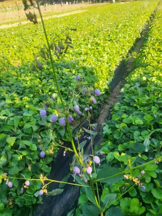 노지잔대재배7년차님의 2월 내 작물 자랑하기 · 참여글 작성글 사진