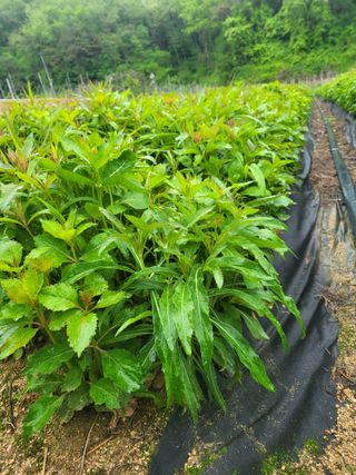 노지잔대재배7년차님의 2월 내 작물 자랑하기 · 참여글 작성글 사진