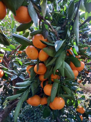 부금리(금강농원)님의 2월 내 작물 자랑하기 · 참여글 작성글 사진