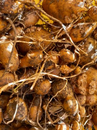 부금리(금강농원)님의 2월 내 작물 자랑하기 · 참여글 작성글 사진