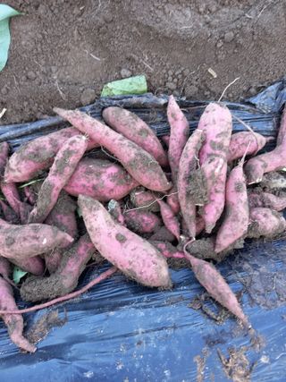 부금리(금강농원)님의 2월 내 작물 자랑하기 · 참여글 작성글 사진