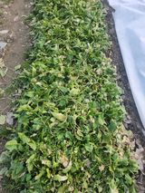 팜모닝 2월 내 작물 자랑하기·참여글 게시글 이미지