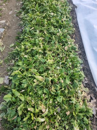 배주원님의 2월 내 작물 자랑하기 · 참여글 작성글 사진