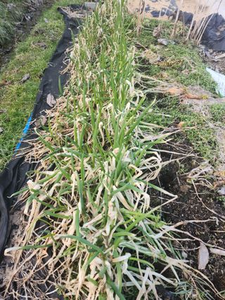 배주원님의 2월 내 작물 자랑하기 · 참여글 작성글 사진