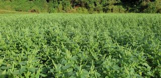 알 수 없음님의 2월 내 작물 자랑하기 · 참여글 작성글 사진