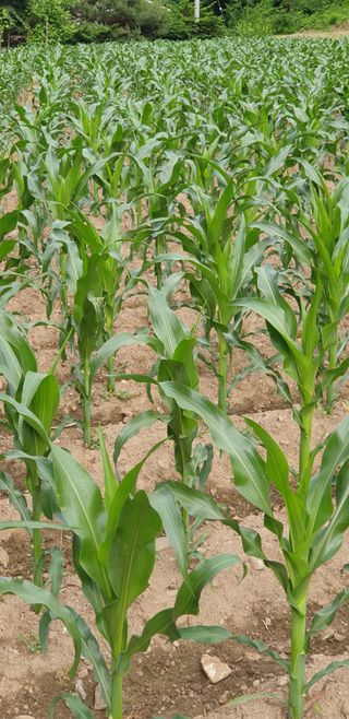 알 수 없음님의 2월 내 작물 자랑하기 · 참여글 작성글 사진