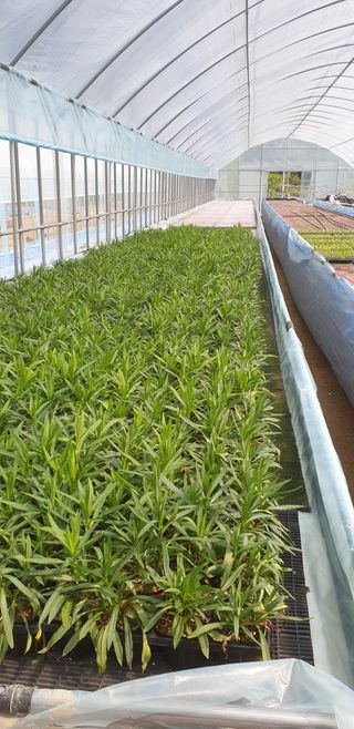 알 수 없음님의 2월 내 작물 자랑하기 · 참여글 작성글 사진