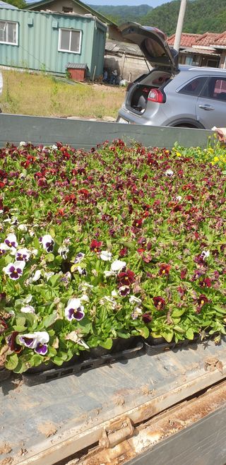 알 수 없음님의 2월 내 작물 자랑하기 · 참여글 작성글 사진