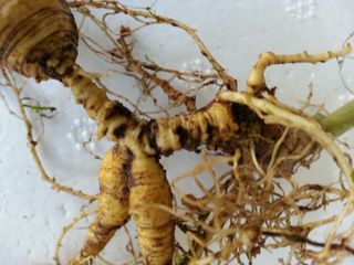 오동균님의 2월 내 작물 자랑하기 · 참여글 작성글 사진