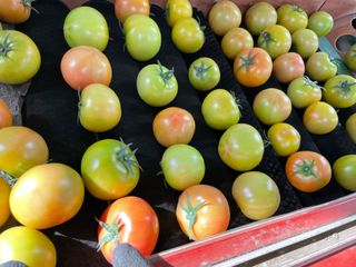 그린애농장님의 토마토 · 영농일지 작성글 사진