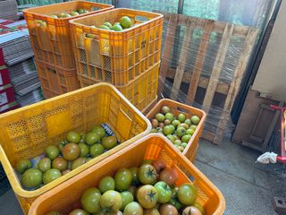 그린애농장님의 토마토 · 영농일지 작성글 사진