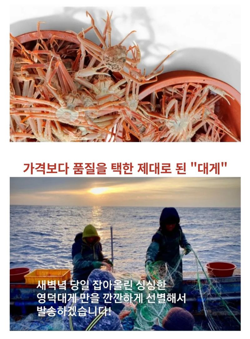 노가네수산님의 장터 판매 상품 [노가네] 강구항 영덕대게 3미.5미 선택 ] 첨부 사진