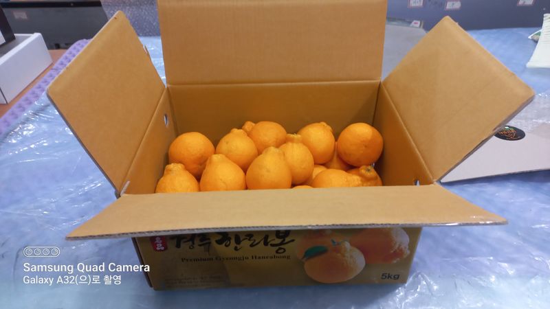 장터 상품 [경주한라봉  가정용5kg'(28과)] 썸네일