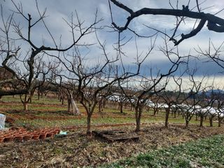 자두20651님의 2월 내 작물 자랑하기 · 참여글 작성글 사진