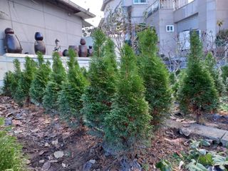 한학만님의 2월 내 작물 자랑하기 · 참여글 작성글 사진