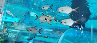 호박16205님의 2월 내 작물 자랑하기 · 참여글 작성글 사진