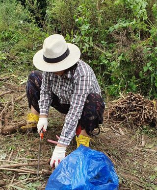 치유숲모이라양재순님의 두릅 · 삽목•정식 작성글 사진